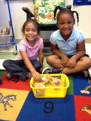 Ms. Ham's Kindergarten class at Oak Hammock K-8 pets their baby chicks that they hatched as a culminating activity for their farm unit in September! They learned about what was happening inside of the eggs in the incubator for 21 LONG days and they are so happy to have 4 new fluffy students in the classroom! 