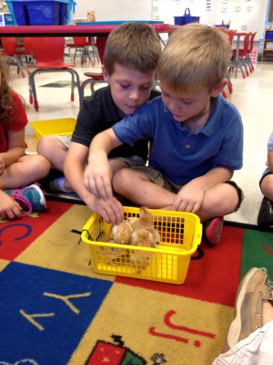 Ms. Ham's Kindergarten class at Oak Hammock K-8 pets their baby chicks that they hatched as a culminating activity for their farm unit in September! They learned about what was happening inside of the eggs in the incubator for 21 LONG days and they are so happy to have 4 new fluffy students in the classroom! 